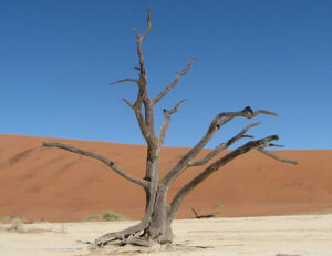 東京（江戸川区小岩）の根管治療専門外来｜笠原デンタルオフィスで、【歯髄保存療法】「歯髄（神経）」を守り抜くための治療法について解説