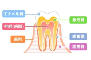 東京の根管治療専門外来、笠原デンタルオフィスで、「噛むと痛い」は歯根膜炎のサイン？神経を取ったはずの歯が痛む理由と対策を専門医が解説